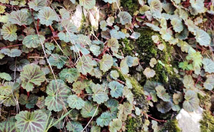 「釣魚より家族に喜ばれるかも？」渓流釣り場で採れる野草3選【ヨモギ・ユキノシタ・わらび】