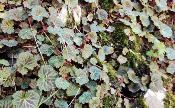 「「釣魚より家族に喜ばれるかも？」渓流釣り場で採れる野草3選【ヨモギ・ユキノシタ・わらび】」の画像