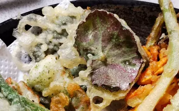 「「釣魚より家族に喜ばれるかも？」渓流釣り場で採れる野草3選【ヨモギ・ユキノシタ・わらび】」の画像