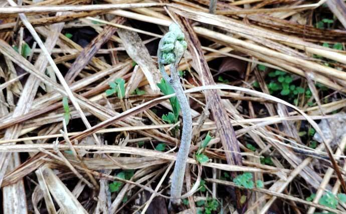 「釣魚より家族に喜ばれるかも？」渓流釣り場で採れる野草3選【ヨモギ・ユキノシタ・わらび】