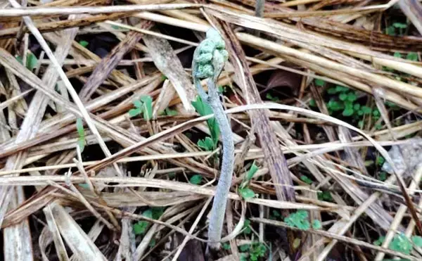 「「釣魚より家族に喜ばれるかも？」渓流釣り場で採れる野草3選【ヨモギ・ユキノシタ・わらび】」の画像