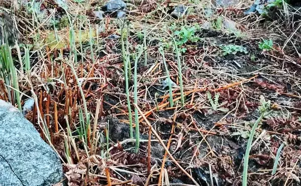 「「釣魚より家族に喜ばれるかも？」渓流釣り場で採れる野草3選【ヨモギ・ユキノシタ・わらび】」の画像