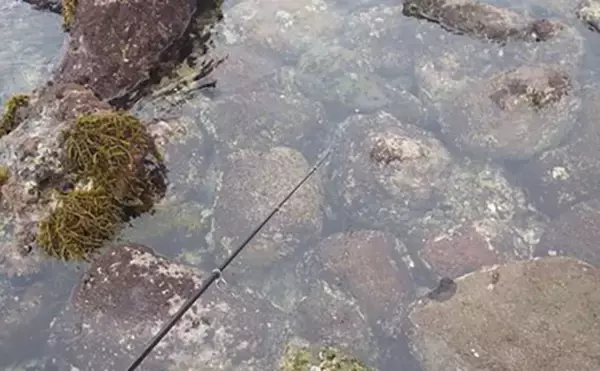 「日本最古の人工島は根魚パラダイスだった【和賀江島・鎌倉】穴釣りでギンポを狙う！」の画像