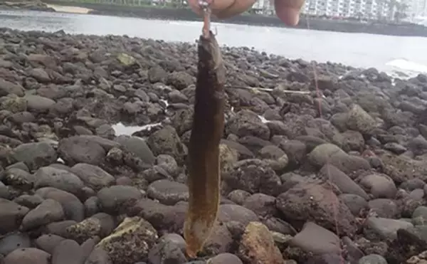 「日本最古の人工島は根魚パラダイスだった【和賀江島・鎌倉】穴釣りでギンポを狙う！」の画像