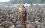 「日本最古の人工島は根魚パラダイスだった【和賀江島・鎌倉】穴釣りでギンポを狙う！」の画像7