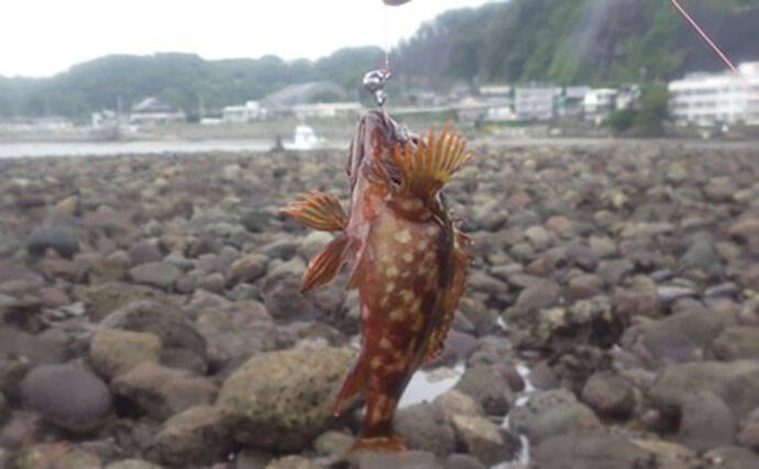 日本最古の人工島は根魚パラダイスだった【和賀江島・鎌倉】穴釣りでギンポを狙う！