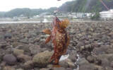 「日本最古の人工島は根魚パラダイスだった【和賀江島・鎌倉】穴釣りでギンポを狙う！」の画像8