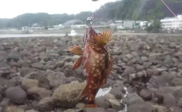 「日本最古の人工島は根魚パラダイスだった【和賀江島・鎌倉】穴釣りでギンポを狙う！」の画像