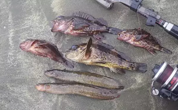 「日本最古の人工島は根魚パラダイスだった【和賀江島・鎌倉】穴釣りでギンポを狙う！」の画像