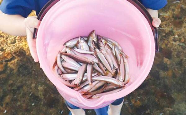 夏の風物詩の小アユ釣りで96匹 まだまだ不調も拾い釣りで今後に期待 22年6月28日 エキサイトニュース 夏の風物詩の小アユ釣りで96匹 まだまだ不調も拾い釣りで今後に期待 22年6月28日 エキサイトニュース