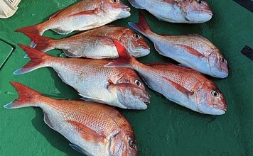 新潟沖ディープタイラバ釣行で良型主体に船中45枚【なかくに丸】強アピールが的中