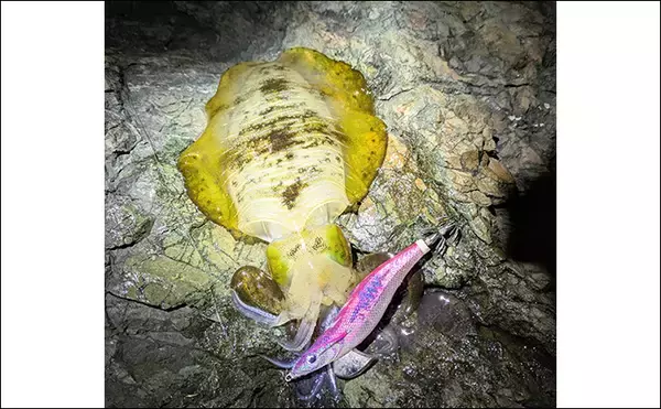 「人気沖磯でフカセ・エギング・ロックゲームの欲張り釣行【大分】本命3魚種と対面成功」の画像