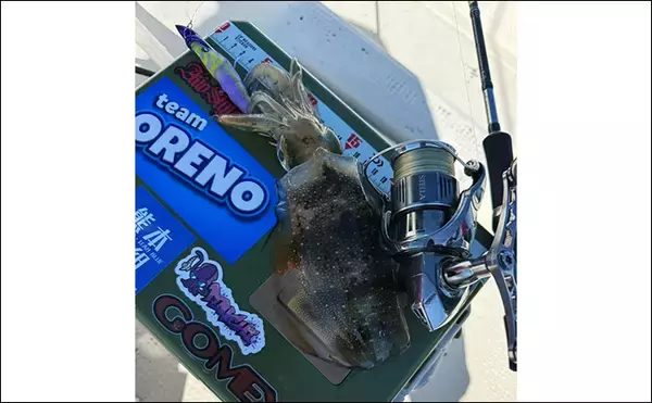 「「秋はステップアップに最適！」ティップランエギングの多彩なアタリの種類とアワセ方」の画像