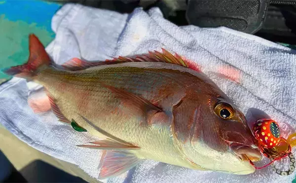 日本海タイラバ＆ティップラン豪華リレー釣りを満喫【新潟】良型マダイに大型アオリイカが浮上！