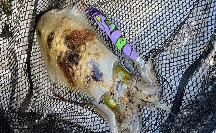 日本海タイラバ＆ティップラン豪華リレー釣りを満喫【新潟】良型マダイに大型アオリイカが浮上！