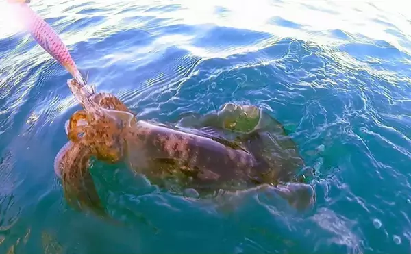 「日本海タイラバ＆ティップラン豪華リレー釣りを満喫【新潟】良型マダイに大型アオリイカが浮上！」の画像