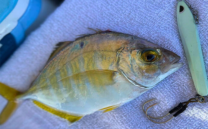 日本海タイラバ＆ティップラン豪華リレー釣りを満喫【新潟】良型マダイに大型アオリイカが浮上！