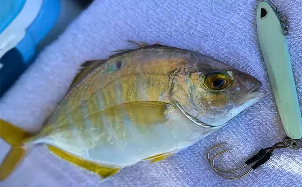 「日本海タイラバ＆ティップラン豪華リレー釣りを満喫【新潟】良型マダイに大型アオリイカが浮上！」の画像