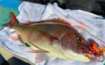 日本海タイラバ＆ティップラン豪華リレー釣りを満喫【新潟】良型マダイに大型アオリイカが浮上！