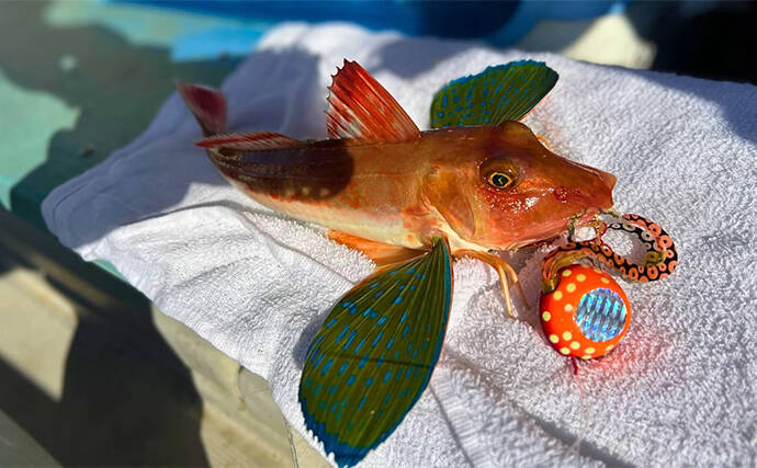 日本海タイラバ＆ティップラン豪華リレー釣りを満喫【新潟】良型マダイに大型アオリイカが浮上！