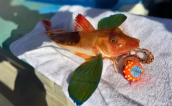 「日本海タイラバ＆ティップラン豪華リレー釣りを満喫【新潟】良型マダイに大型アオリイカが浮上！」の画像