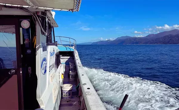 「日本海タイラバ＆ティップラン豪華リレー釣りを満喫【新潟】良型マダイに大型アオリイカが浮上！」の画像