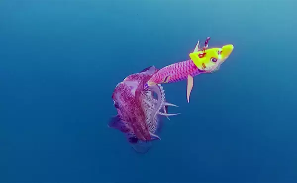 「日本海タイラバ＆ティップラン豪華リレー釣りを満喫【新潟】良型マダイに大型アオリイカが浮上！」の画像