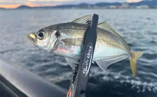 強風下でもアジング成立！【兵庫・神戸空港】基礎の切れ目を狙って23cmアジを手中