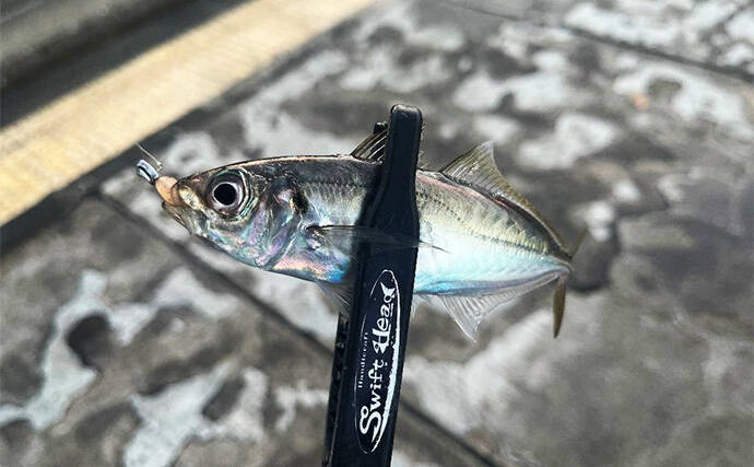 強風下でもアジング成立！【兵庫・神戸空港】基礎の切れ目を狙って23cmアジを手中