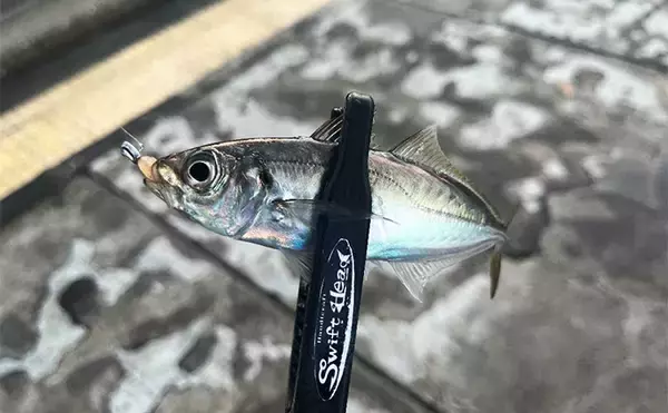 「強風下でもアジング成立！【兵庫・神戸空港】基礎の切れ目を狙って23cmアジを手中」の画像