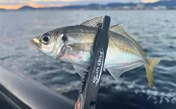 「強風下でもアジング成立！【兵庫・神戸空港】基礎の切れ目を狙って23cmアジを手中」の画像