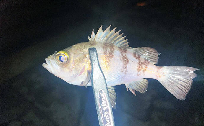 強風下でもアジング成立！【兵庫・神戸空港】基礎の切れ目を狙って23cmアジを手中