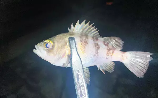 「強風下でもアジング成立！【兵庫・神戸空港】基礎の切れ目を狙って23cmアジを手中」の画像