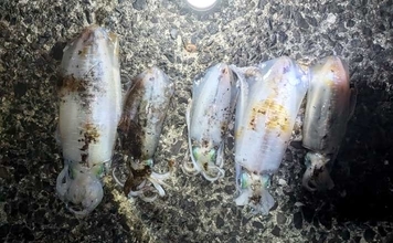 エギングでアオリ1.3kgキロアップ浮上！【熊本・天草】ルアーゲームで50cm級シーバス＆サゴシ4尾も手中