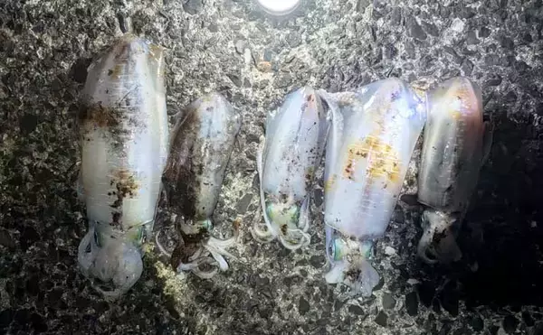 エギングでアオリ1.3kgキロアップ浮上！【熊本・天草】ルアーゲームで50cm級シーバス＆サゴシ4尾も手中