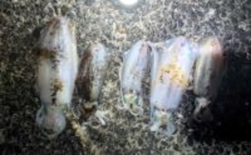 エギングでアオリ1.3kgキロアップ浮上！【熊本・天草】ルアーゲームで50cm級シーバス＆サゴシ4尾も手中