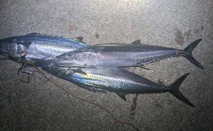 エギングでアオリ1.3kgキロアップ浮上！【熊本・天草】ルアーゲームで50cm級シーバス＆サゴシ4尾も手中