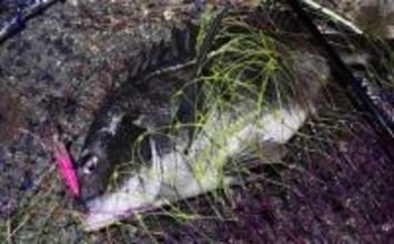 「デイゲームとナイトゲーム何が違う？」チニング攻略ならまずは夜がオススメ