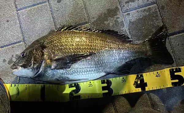 「「デイゲームとナイトゲーム何が違う？」チニング攻略ならまずは夜がオススメ」の画像