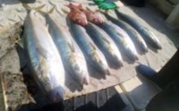 「イカ流し釣り」で10kgヒラマサが浮上！【船釣り最新情報4選・長崎／佐賀】