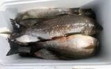 「磯釣りでアカハタ・イサキ・クロ・ハマチと多彩な釣果に大満足！【深島の磯・大分】」の画像15