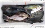 「磯釣りでアカハタ・イサキ・クロ・ハマチと多彩な釣果に大満足！【深島の磯・大分】」の画像16