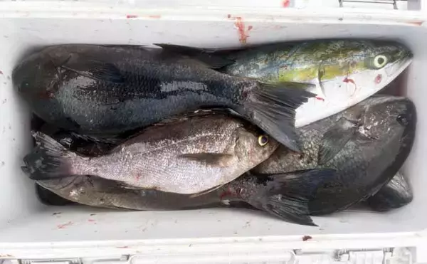 「磯釣りでアカハタ・イサキ・クロ・ハマチと多彩な釣果に大満足！【深島の磯・大分】」の画像