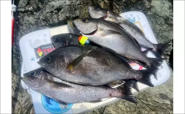 「磯釣りでアカハタ・イサキ・クロ・ハマチと多彩な釣果に大満足！【深島の磯・大分】」の画像