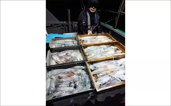 「連日イカ100尾前後と釣果安定！入門にも絶好のタイミングか【夜焚きイカ釣果速報20選・福岡】」の画像