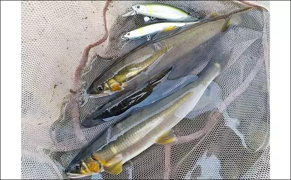 「「アユのルアー釣りは釣り本来の楽しみが詰まっている」ティムコへ突撃取材」の画像