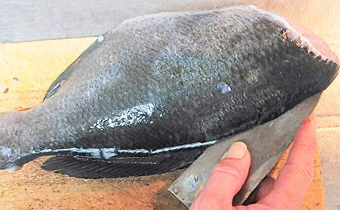 釣魚で作る「日本の朝ごはん」レシピ：大グロ（メジナ）の一夜干し　皮は剥いでから干そう