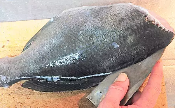 「釣魚で作る「日本の朝ごはん」レシピ：大グロ（メジナ）の一夜干し　皮は剥いでから干そう」の画像