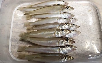 サーフでの投げ釣りで本命キス15匹【新潟・上越】釣れない時は移動が正解？