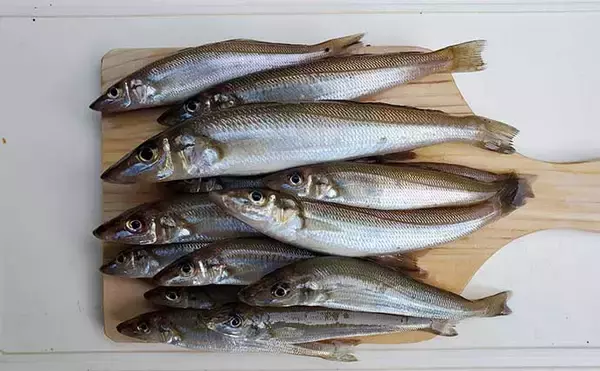 「サーフでの投げ釣りで本命キス15匹【新潟・上越】釣れない時は移動が正解？」の画像